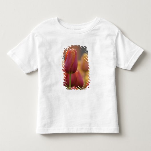 Nederland (ook bekend als Holland), Lisse. Keukenh Kinder Shirts (Voorkant)