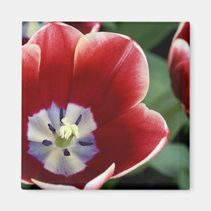 Nederland (ook bekend als Holland), Lisse. Keukenh Magneet