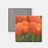 Nederland (ook bekend als Holland), Lisse. Keukenh Magneet (Voorkant / Achterkant)