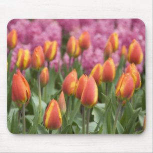 Nederland (ook bekend als Holland), Lisse. Keukenh Muismat