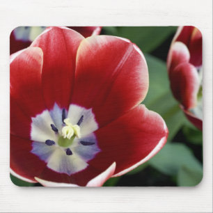 Nederland (ook bekend als Holland), Lisse. Keukenh Muismat