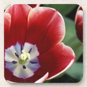 Nederland (ook bekend als Holland), Lisse. Keukenh Onderzetter
