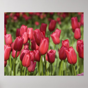 Nederland (ook bekend als Holland), Lisse. Keukenh Poster