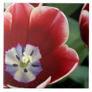 Nederland (ook bekend als Holland), Lisse. Keukenh Tegeltje