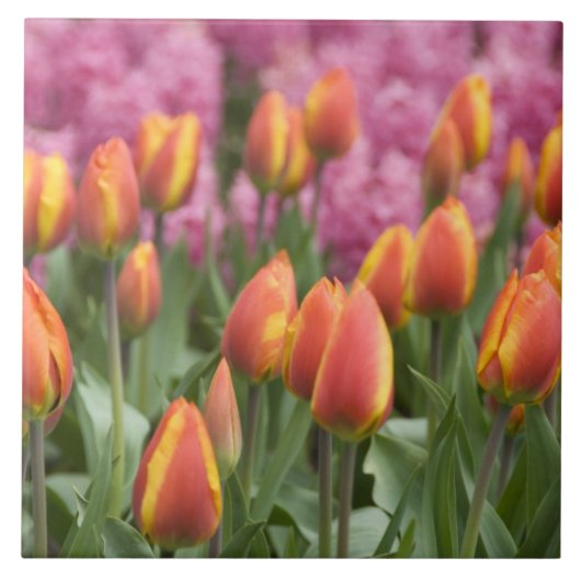 Nederland (ook bekend als Holland), Lisse. Keukenh Tegeltje (Voorkant)