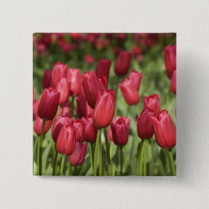 Nederland (ook bekend als Holland), Lisse. Keukenh Vierkante Button 5,1 Cm