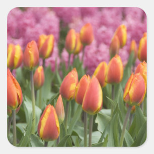 Nederland (ook bekend als Holland), Lisse. Keukenh Vierkante Sticker