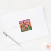 Nederland (ook bekend als Holland), Lisse. Keukenh Vierkante Sticker (Envelop)