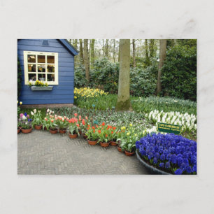 Nederland, ook wel Holland genoemd), Lisse. Keuken Briefkaart