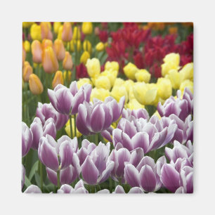 Nederland, ook wel Holland genoemd), Lisse. Keuken Magneet
