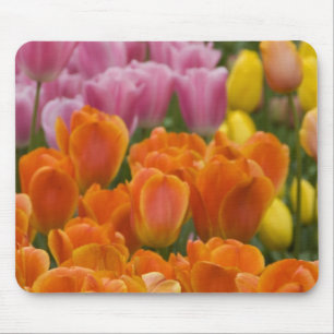 Nederland, ook wel Holland genoemd), Lisse. Keuken Muismat