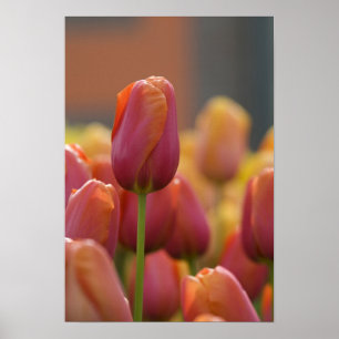 Nederland (ook wel Holland genoemd), Lisse. Keuken Poster