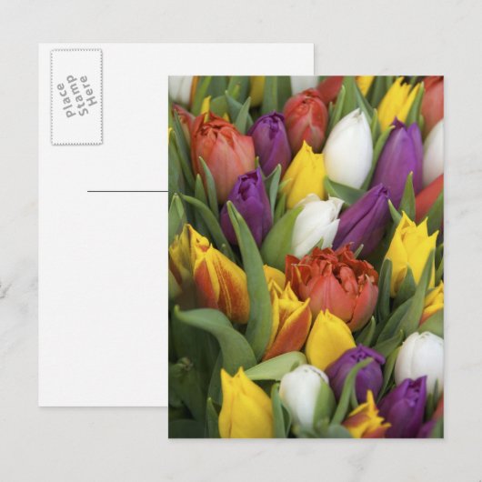 Nederland, Zuid-Holland, Amsterdam Briefkaart (Voorkant / Achterkant)