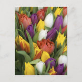 Nederland, Zuid-Holland, Amsterdam Briefkaart (Voorkant)