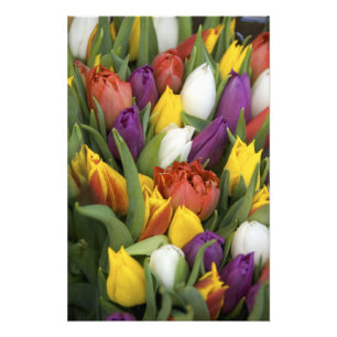 Nederland, Zuid-Holland, Amsterdam Foto Afdruk