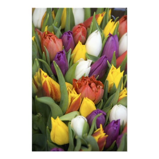 Nederland, Zuid-Holland, Amsterdam Foto Afdruk (Voorkant)