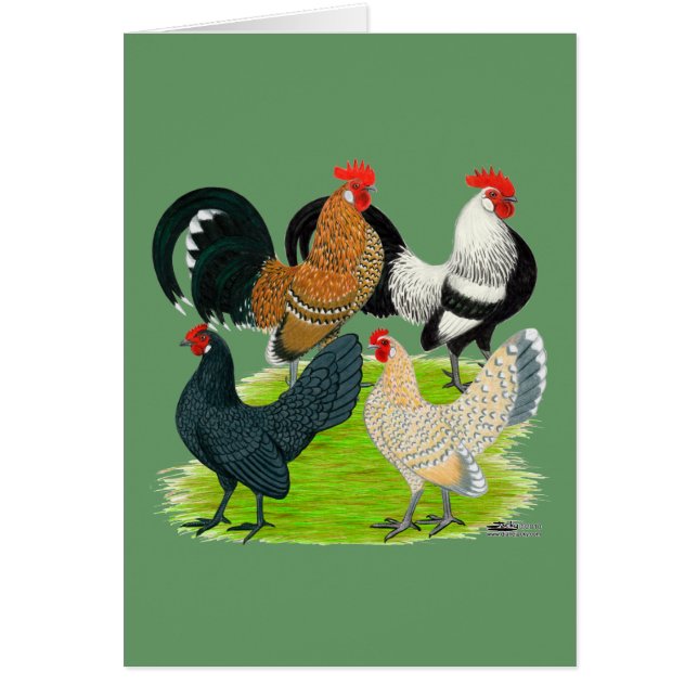 Nederlands Bantam Kwartet (Voorkant)