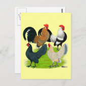 Nederlands Bantam Kwartet Briefkaart (Voorkant / Achterkant)