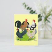 Nederlands Bantam Kwartet Briefkaart (Staand voorkant)