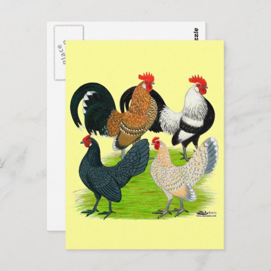 Nederlands Bantam Kwartet Briefkaart (Voorkant / Achterkant)