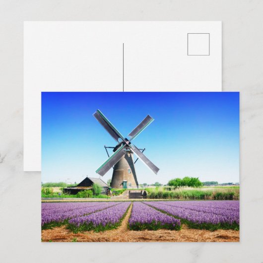 Nederlands Boerderij Windmolen en Paars bloemveld Briefkaart (Voorkant / Achterkant)