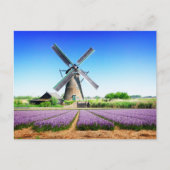 Nederlands Boerderij Windmolen en Paars bloemveld Briefkaart (Voorkant)