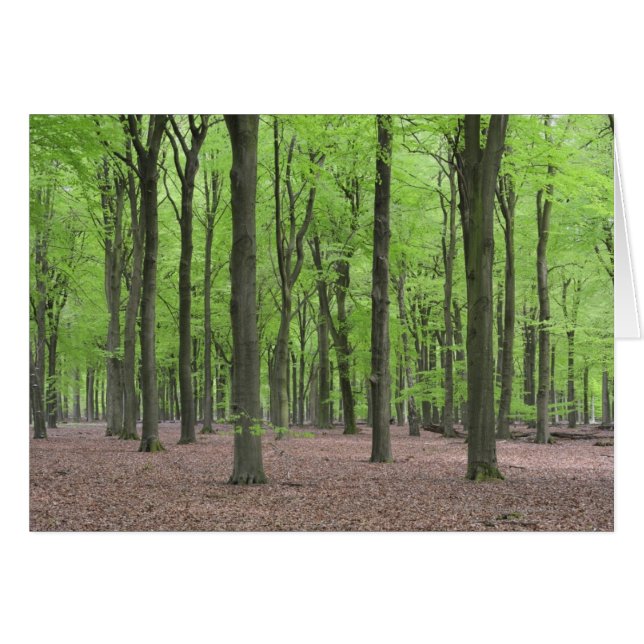 Nederlands bos (Voorkant Horizontaal)