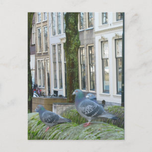 Nederlands Briefkaart van Kanaalhuizen en duiven