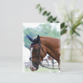 Nederlands Briefkaart van paardenpest (Staand voorkant)