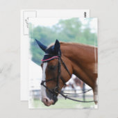 Nederlands Briefkaart van paardenpest (Voorkant / Achterkant)