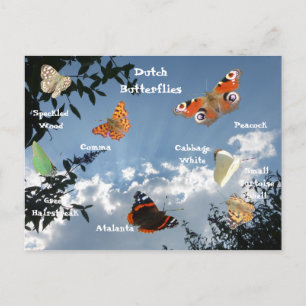 Nederlands Butterflies Names Briefkaart