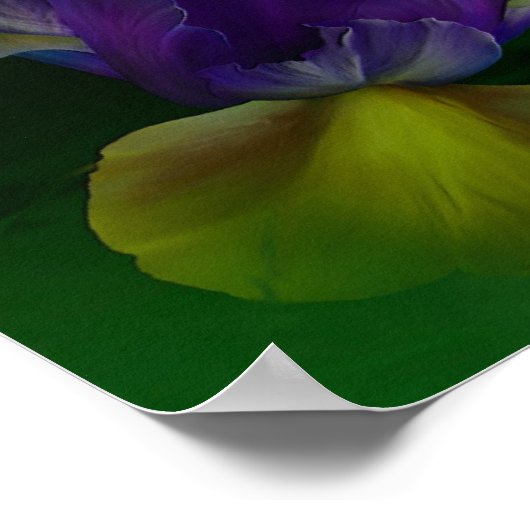 Nederlands Iris in Iris Vase Fine Art Poster/Afdru Poster (Hoek)