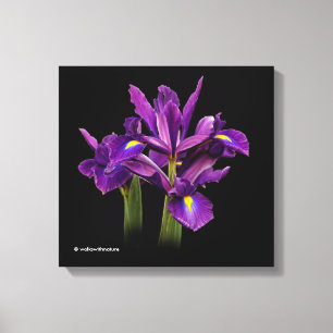Nederlands Iris Paars Sensation Canvas Afdruk