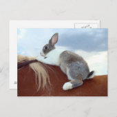 Nederlands konijn met een paardenkonijn briefkaart (Voorkant / Achterkant)