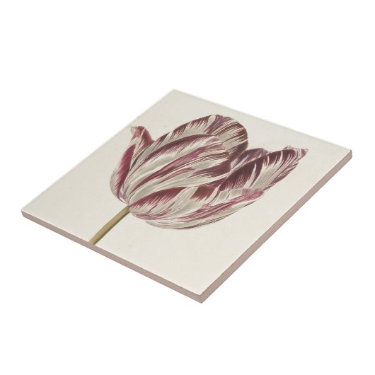  Nederlands Kunst: Witte en rode Tulp Tegeltje (Zijkant)