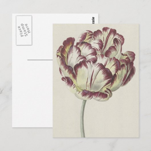  Nederlands Kunst: Witte, rode en gele Tulp Briefkaart (Voorkant / Achterkant)