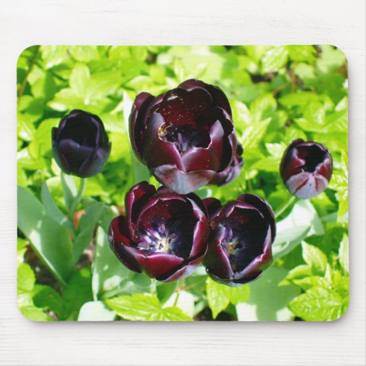  Nederlands Paars Groen Zwarte Tulpen Foto Muismat (Voorkant)