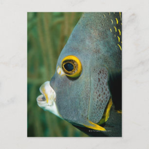 Nederlandse Antillen, Bonaire, sluiting onderwater Briefkaart