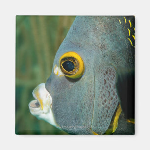 Nederlandse Antillen, Bonaire, sluiting onderwater Magneet