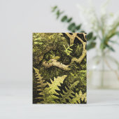 Nederlandse Art Nouveau Kikker in Boom Briefkaart (Staand voorkant)