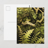 Nederlandse Art Nouveau Kikker in Boom Briefkaart (Voorkant / Achterkant)