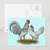 Nederlandse Bantam:  Zelfblauw Briefkaart (Voorkant / Achterkant)