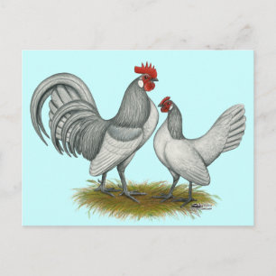 Nederlandse Bantam:  Zelfblauw Briefkaart