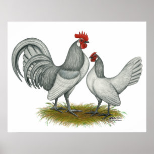 Nederlandse Bantam: Zelfblauw Poster