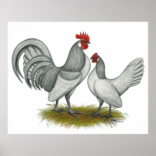 Nederlandse Bantam: Zelfblauw Poster (Voorkant)