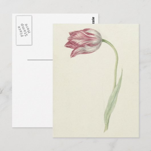 Nederlandse beeldende kunst: roze en witte tulp Briefkaart (Voorkant / Achterkant)