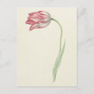 Nederlandse beeldende kunst: roze en witte tulp Briefkaart