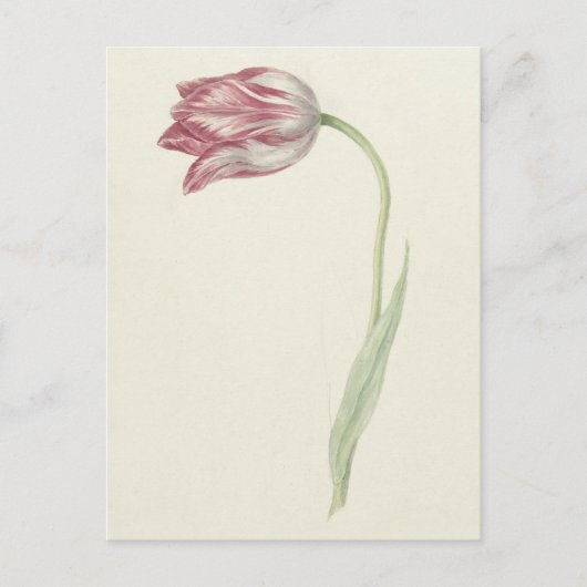 Nederlandse beeldende kunst: roze en witte tulp Briefkaart (Voorkant)