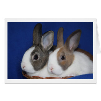 Nederlandse blanco konijn