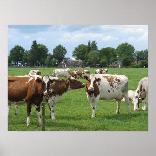 Nederlandse Dairy Cows Landscape Poster Gift Print